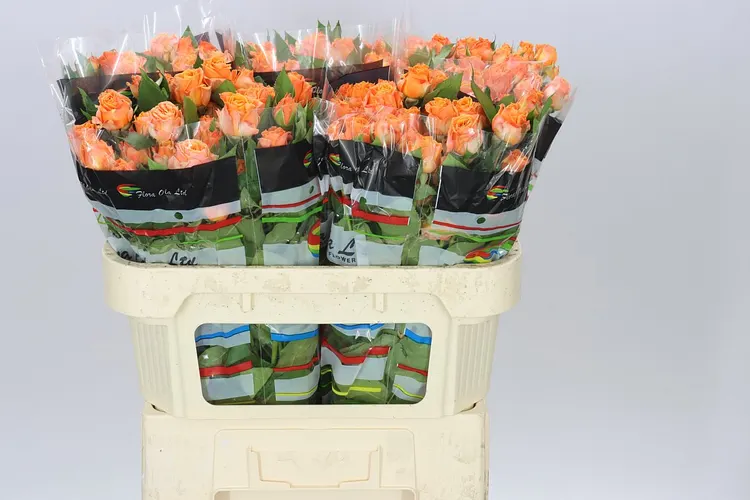Rosa Tr Coral Bubbles Imp 70 cm