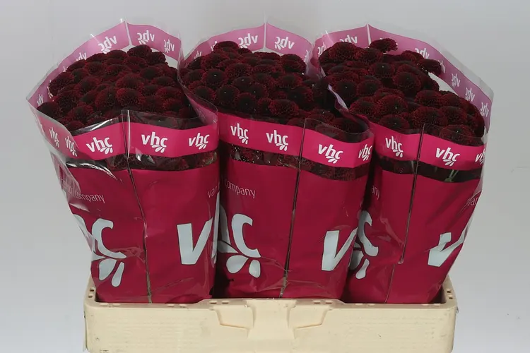 Sant Purpetta Red 55 cm