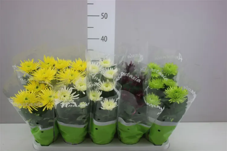 Chryzantéma črepníková Anastasia mix črepník 12 cm