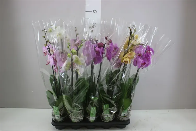 Phal Gemengd 2 Tak 12+ črepník 12 cm