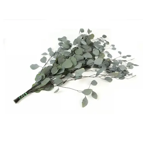Stabilizovaný eukalyptus populus 65 cm, zelený, 150 g