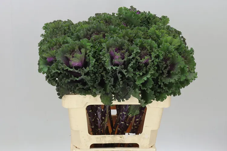 Brassica Ruffle Red 60 cm