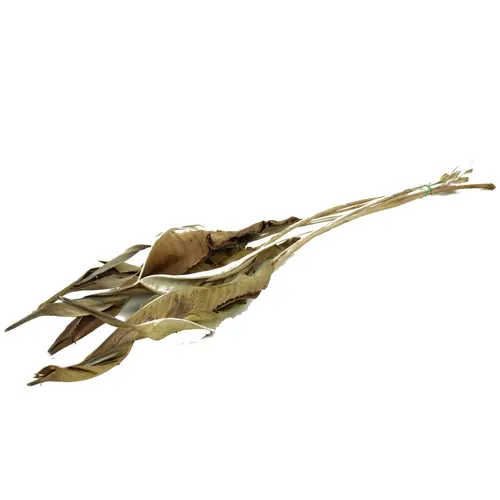 Sušený kvet Strelitzialeaf hnedá 90 cm