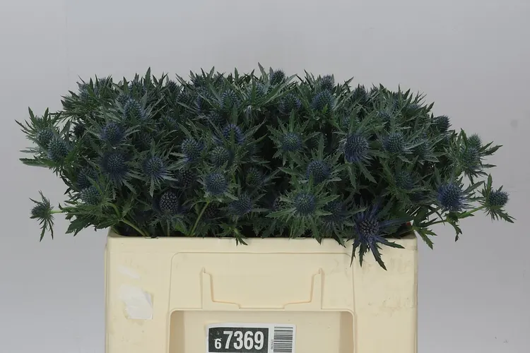 Eryngium Aqua 50 cm