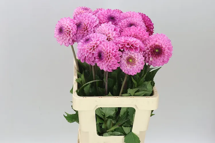 Dahial Chicago 55 cm