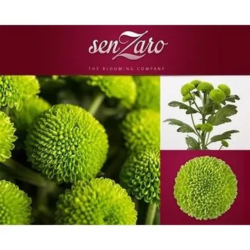 Chr T Deligreen 72 cm