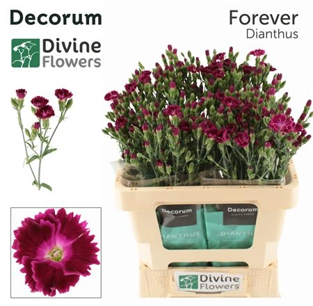 Di Raffine Lilliput Forever 60 cm