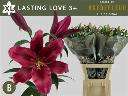 Lil Or Lasting Love 100 cm