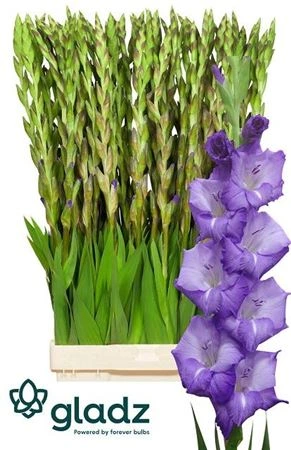 Gladiola Mojito 110 cm