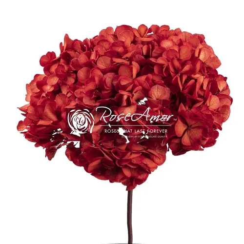 Stabilizovaná hortenzia XL, červená RED04