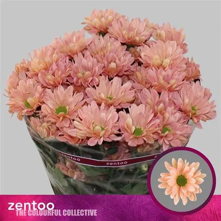 Chr T Katinka Salmon 70 cm