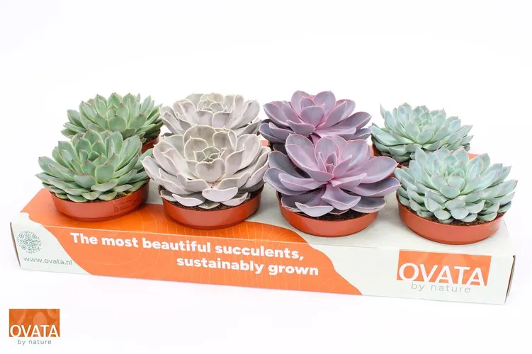 Echeveria Gemengd črepník 12 cm