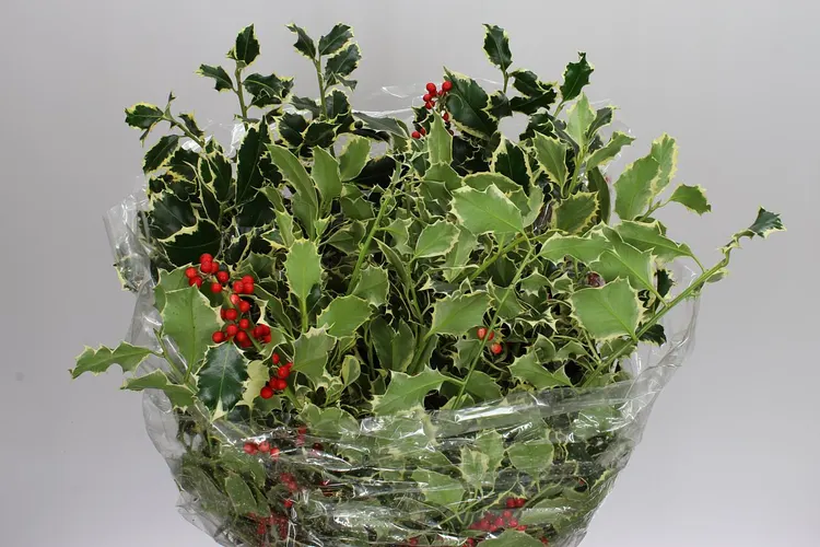 Hulst Variegated 60 cm