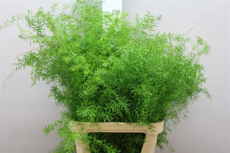 Asparágus Sprengeri 40 cm