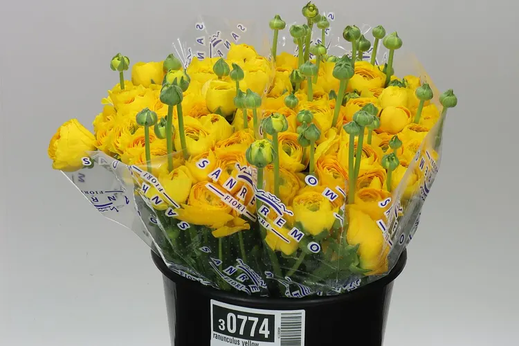 Iskerník Yellow 40 cm