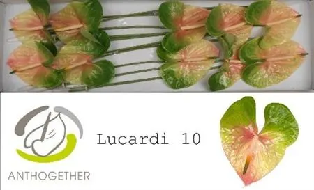 Anth Lucardi