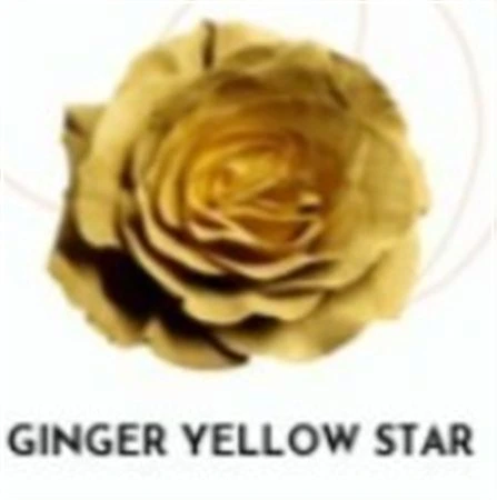 Ruža farbená Caramel Star, Ekvádor 50 cm