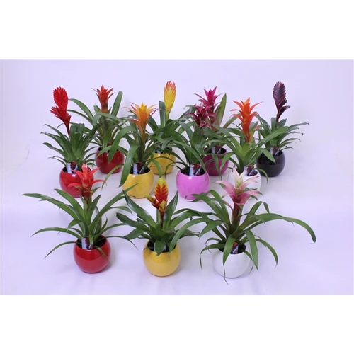 Brómelia mix v guľatom črepníku Lisa črepník 11 cm