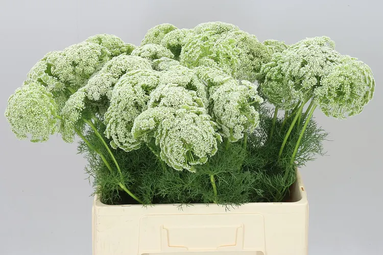 Ammi Vi Casablanca 60 cm