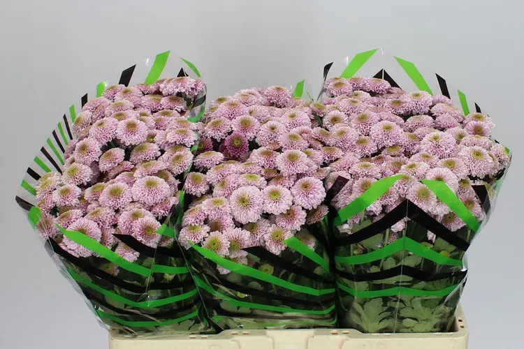 Sant Doria Pink 55 cm