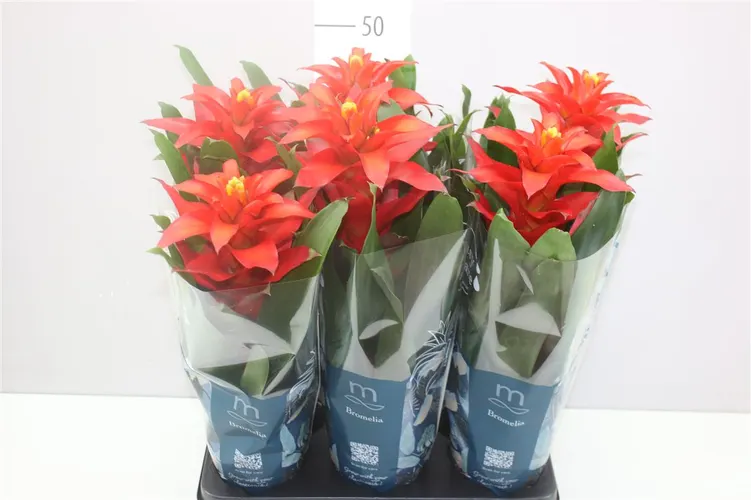 Guzmania Fiero Red črepník 12 cm