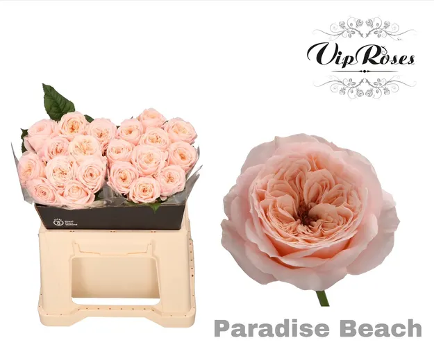 R Kl Paradise Beach X20 40 cm