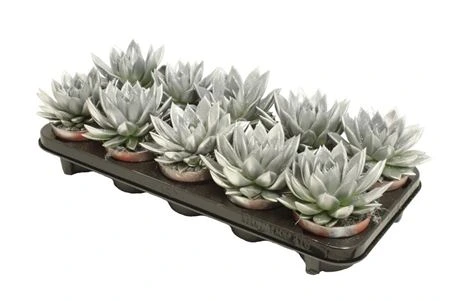Echeveria Silver + Glitter črepník 10,5 cm