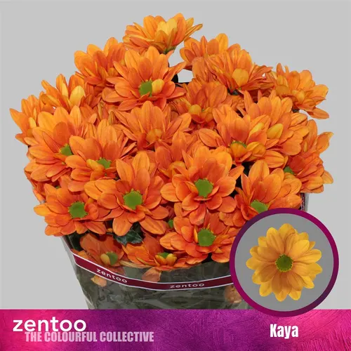 Chryzantéma trsová Kaya 70 cm
