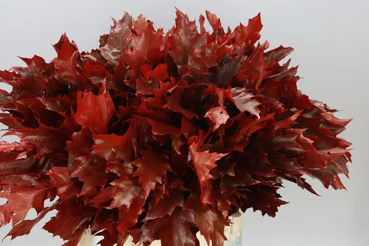 Quercus Painted Red 60 cm