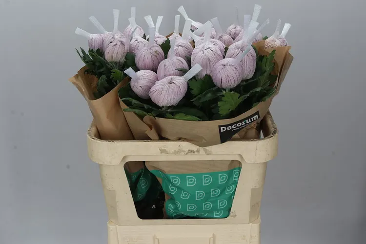 Chryzantéma veľkokvetá Vienna Pink 80 cm