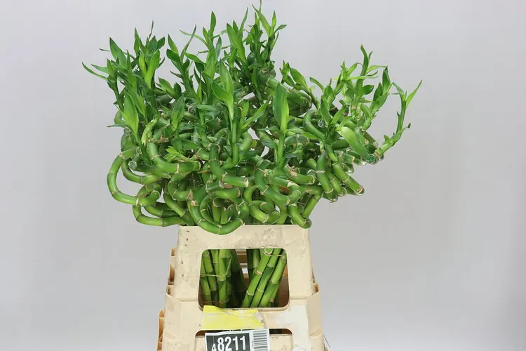 Lucky Bamboo Twisted 60 cm
