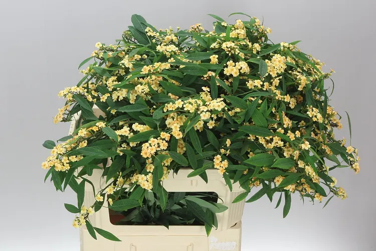 Euphorbia F T Cognac Baron 80 cm