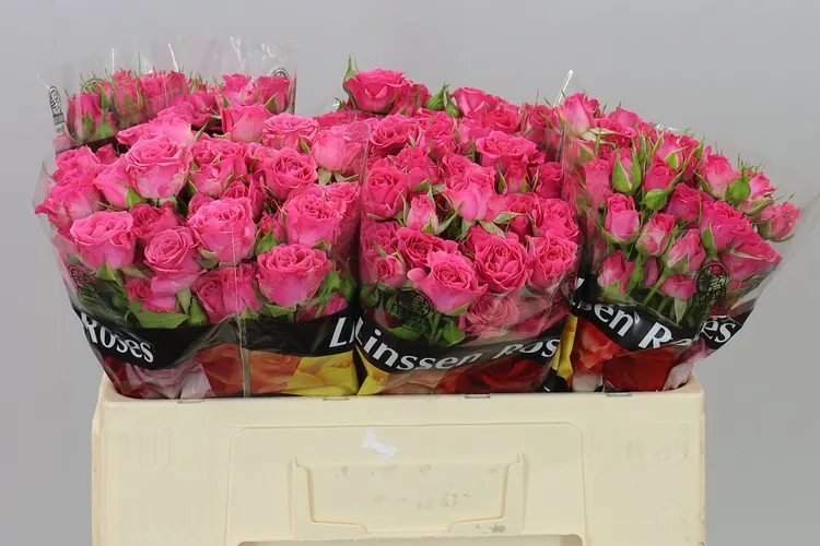 Rosa Tr Lianne 50 cm