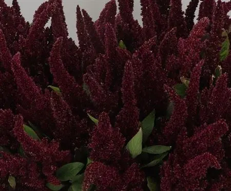Amaranthus Standing Red 60 cm