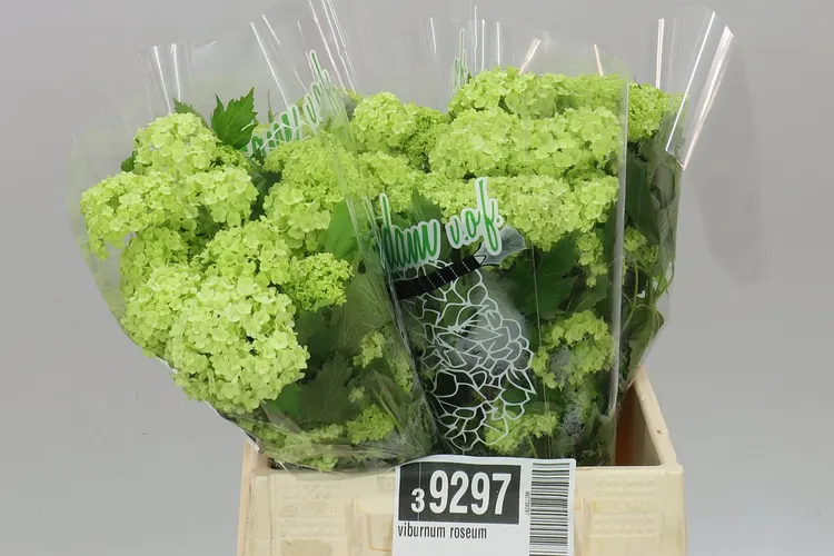 Viburnum Roseum 40 cm