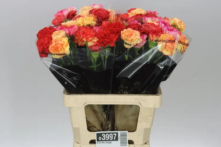Karafiát mix Orange 65 cm