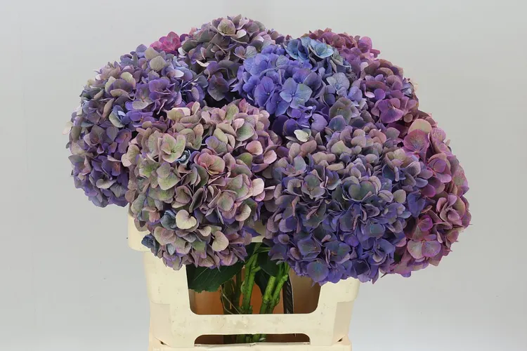 Hyd Opera Classic 60 cm