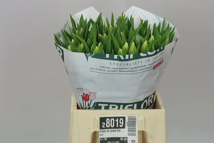 Tulipán jednoduchý Sweet Breeze 43 cm