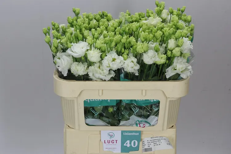 Eust Du Allisa Pure White 72 cm