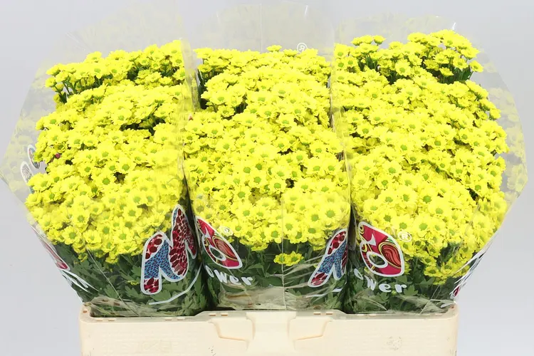 Chryzantéma santini Mad Ringa Yellow 55 cm