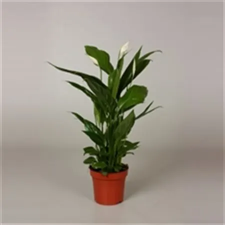 Spathiphyllum Alana črepník 12 cm