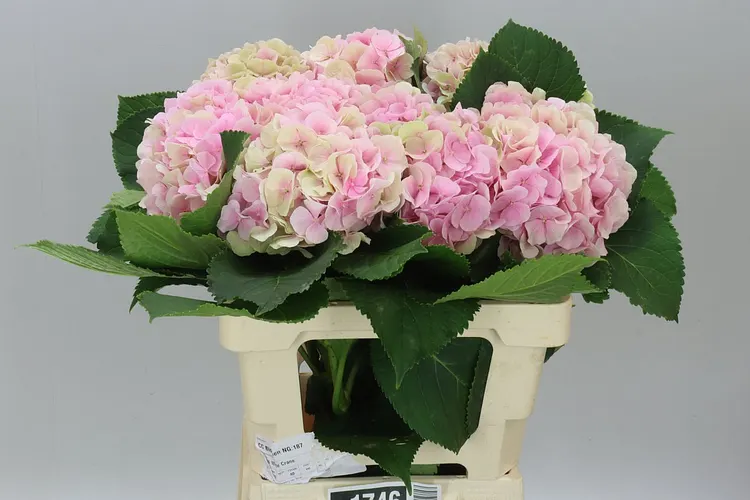 Hortenzia Verena Pink Classic 60 cm