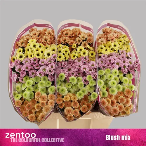 Sant Blush Mix 55 cm