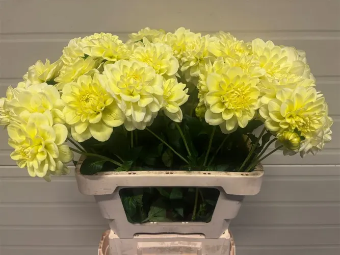 Georgína Champagne 55 cm