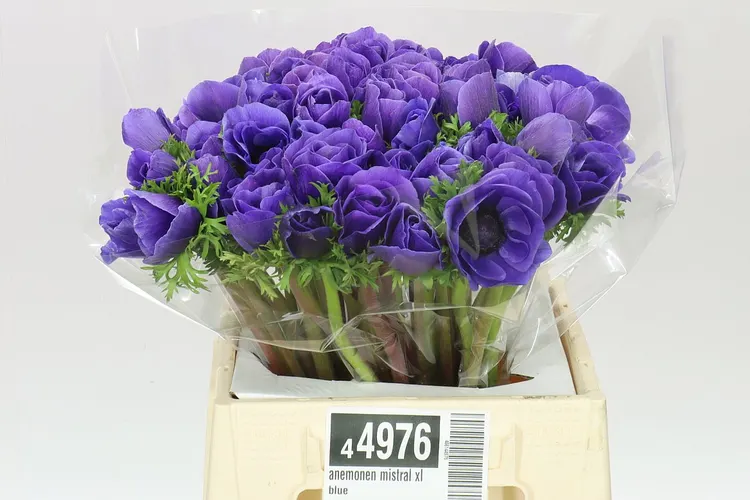 Anemonen Mistral Blue 40 cm