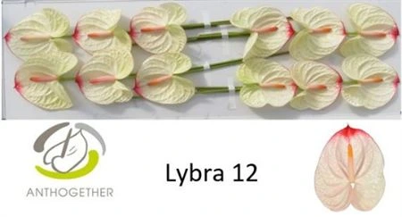 Antúrium Lybra