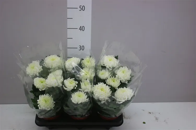 Chrysanth Cosmo Compact White črepník 12 cm