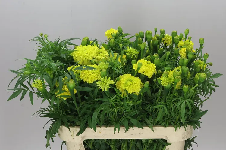 Tagetes E Promise Yellow 70 cm