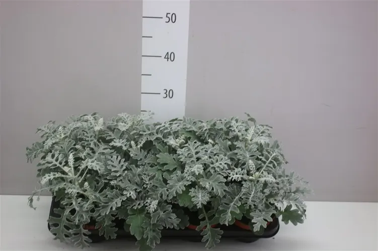 Senecio Cineraria črepník 13 cm