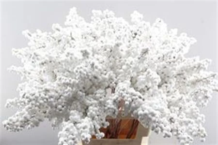 Peper Bes An Stick White 60 cm